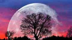 本週星象秋分新月：人生重大決定的時候(組圖)