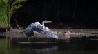 湖上死鬥獵殺鱷魚的掠食者(圖)