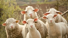 视频火爆“幸福羊圈”羊栏加高牧羊犬看护(图)