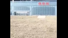 亚洲最大雄安火车站被曝长满野草引民间热议(视频图)