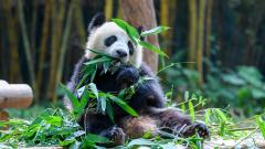 大熊猫为何能把竹子当作美食(图)