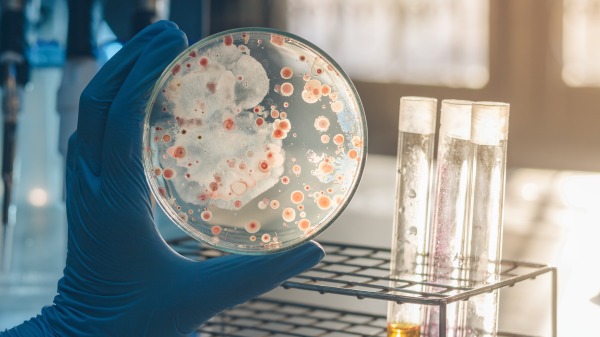 微生物 培養皿 實驗 研究 258971682
