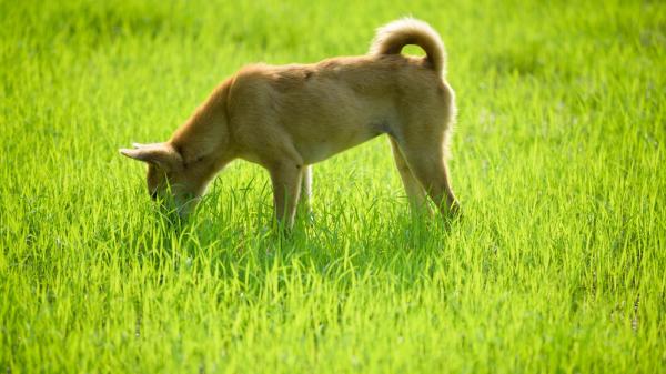 家狗、家貓感到全身不舒服時，也會跑到野外找一種青草吃。