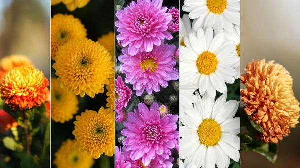 菊花是重阳节的重要相关花卉之一。