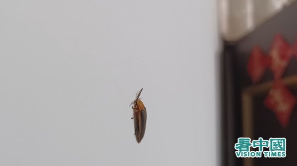 近日，家中接連飛進螢火蟲。