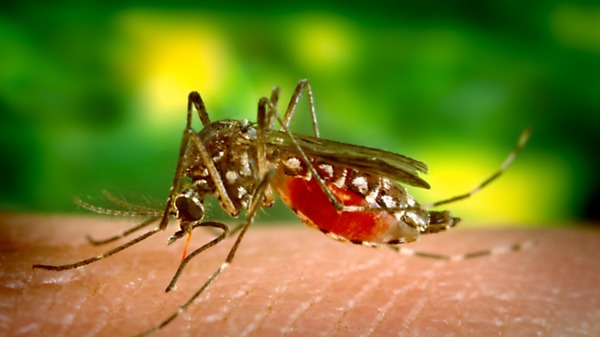 攜帶登革熱病毒的雌性埃及斑蚊，以人類血液為食。