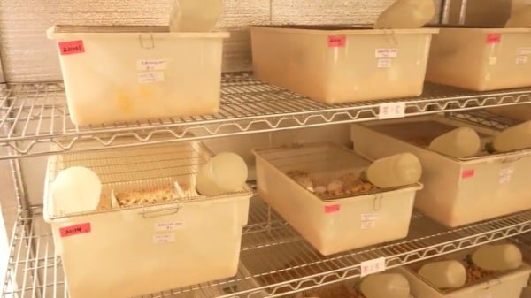 在加利福尼亞弗雷斯諾市裡德利（Reedley）的生物實驗室中的瓶子和其他容器中的物品。
