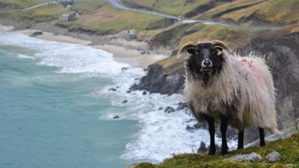 羊 动物 悬崖 海岸 137014494