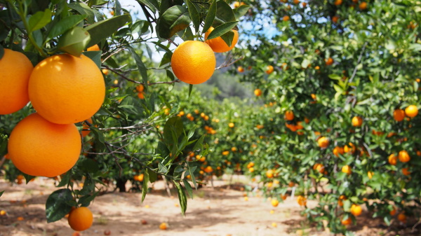 果园 橘子 果实 水果 81731397