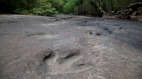 獨特用餐經驗餐廳驚見雷龍足跡(圖)