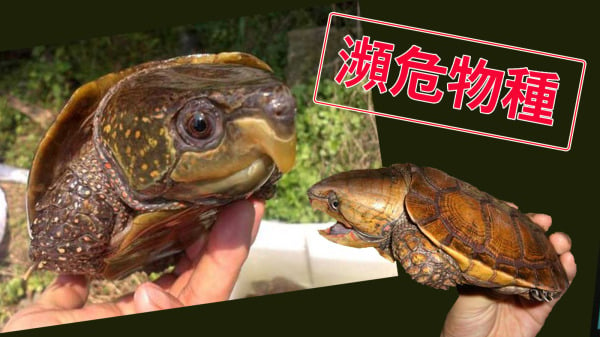 大陆人在香港非法捕龟，包括“濒危”物种大头龟。（图片来源：看中国合成）