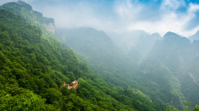 武当山黑虎巡山保护山林的安全(图)