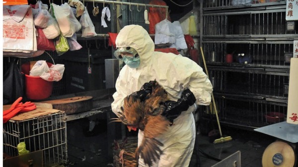 禽流感 中國 死亡病例