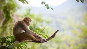 虐殺動物竟遭到可怕報應(圖)