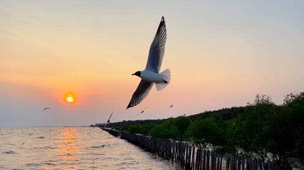 大海 海鸥