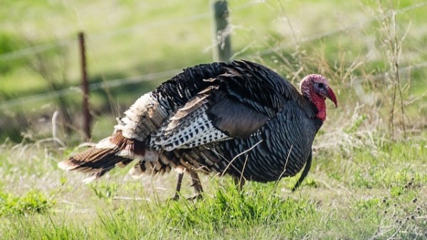 纽约州环境保护部宣布火鸡狩獵季开始