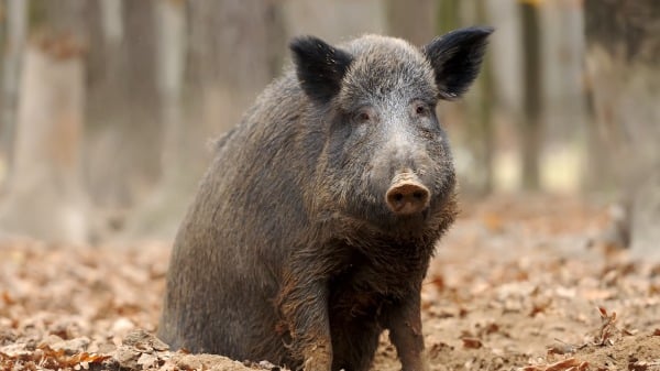 猪 动物 121774233