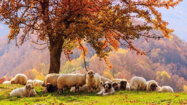 中世紀傳教士在他所寫的書中描述了一種能長出綿羊的植物