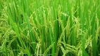 小满到来得注意这一禁忌避免不利健康(图)