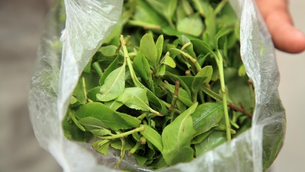 恰特草，又名阿拉伯茶、埃塞俄比亚茶、也门茶、巧茶、布什曼茶