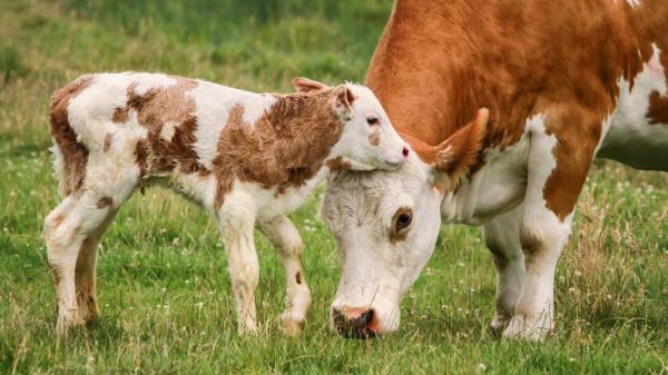 母牛和小牛之间有深厚的感情