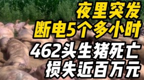 實名喊冤：黑龍江豬場突停電熱死400頭豬損失百萬(圖)