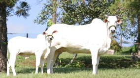 全球最昂贵的牛价格高达430万美元(图视频)