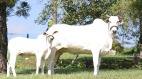 全球最昂貴的牛價格高達430萬美元(圖視頻)