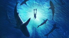 鲨鱼袭击大量失血男子在绝望中被“它”救了一命(图)
