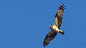 「天上九頭鳥地上湖北佬」暗藏何深意(圖)