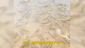 广东海滩现大量海虾被爆造假官喊反日线上线下两样情(组图)