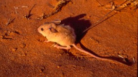 一度灭绝澳洲保护区发现神秘鼠类(图)