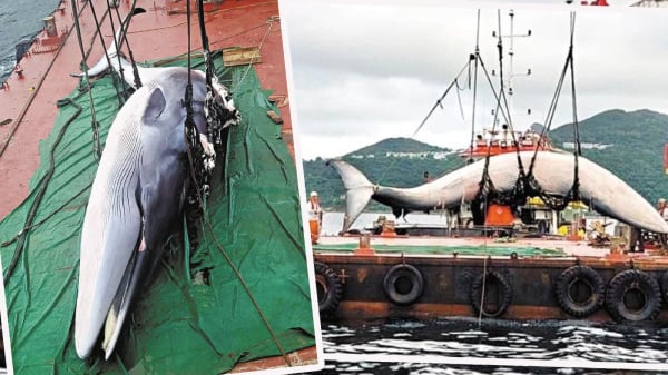 7月31日，鲸鱼浮尸海面，目前已被捞起送往解剖。（图片来源：香港海洋公园/合成图）