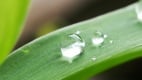 97白露来了这天吃“一水果”有补身奇效(组图)
