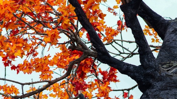 人们喜用“金秋”形容秋天，其中包含秋的弥足珍贵的意味。