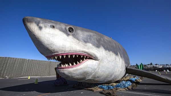 2021年3月27日，加州德爾馬博覽會場的 Jurassic Quest Drive Thru 上展示了一條50英尺長的電子巨齒鯊