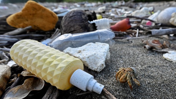 一項新的科學研究結果表明，寄居蟹已經開始轉向使用塑膠垃圾作為貝殼的替代品。