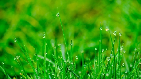 雨水一到，代表春天降临了，届时地面会开始解冻，植物开始萌芽。