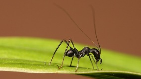 被捏死的一隻螞蟻(圖)