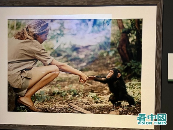 珍與小黑猩猩心有靈犀