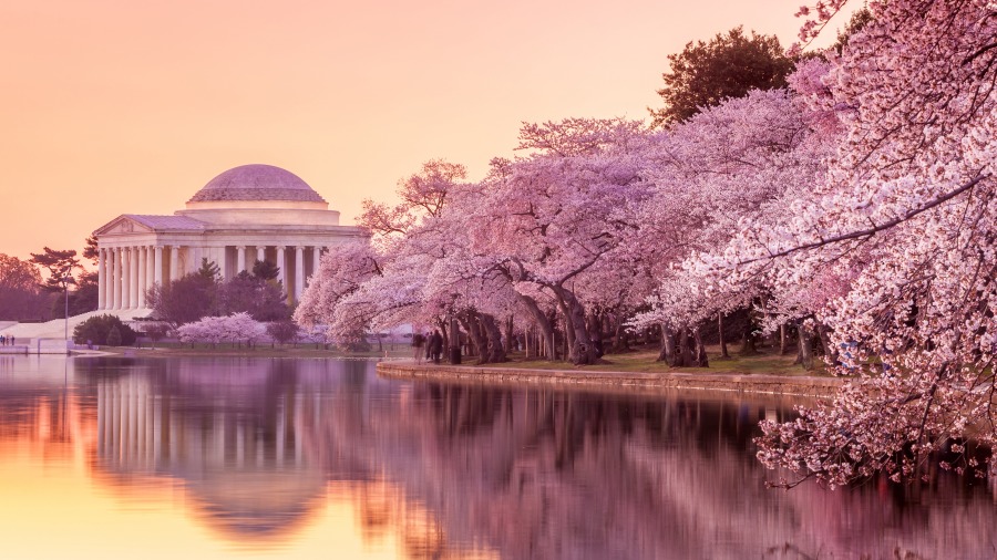 華盛頓特區潮汐湖畔的櫻花