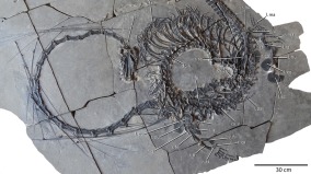 恐頭龍真面目曝光2.4億年前的完整化石(圖)