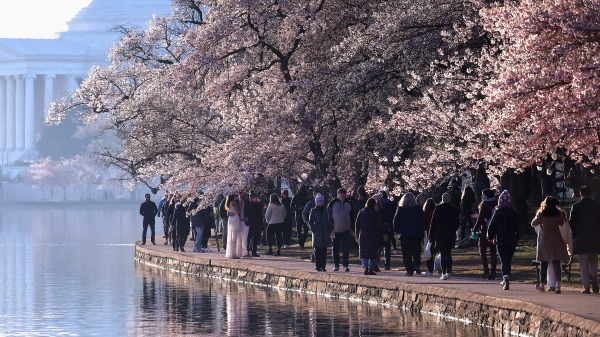 图说：人们在华盛顿特区参观潮汐湖周围盛开的樱花