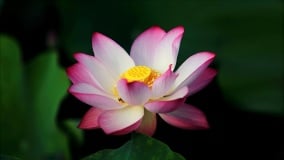 夏日觀荷(图)