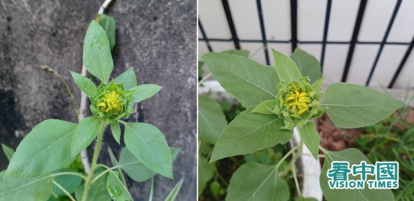 其實，種植向日葵一點都不難。（