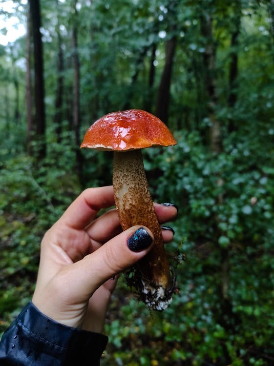 食药署提醒，如果遇到路边的野生菇类，切勿随意摘采或食用。