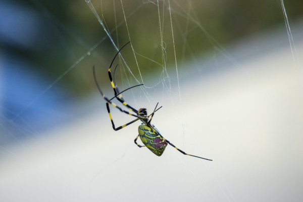一只巨型棒络新妇蜘蛛