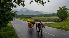 中國農村即將倒退50年前農業稅或捲土重來(圖)