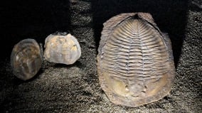 “庞贝”三叶虫化石颠覆生命起源历史(图)