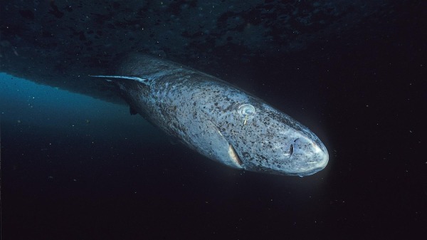 格陵蘭鯊魚